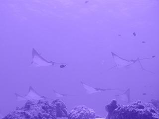 okinawa