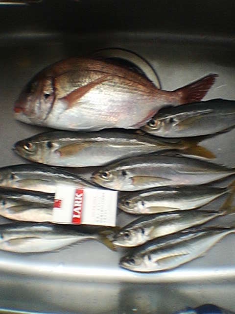 Baystar肷ȂI